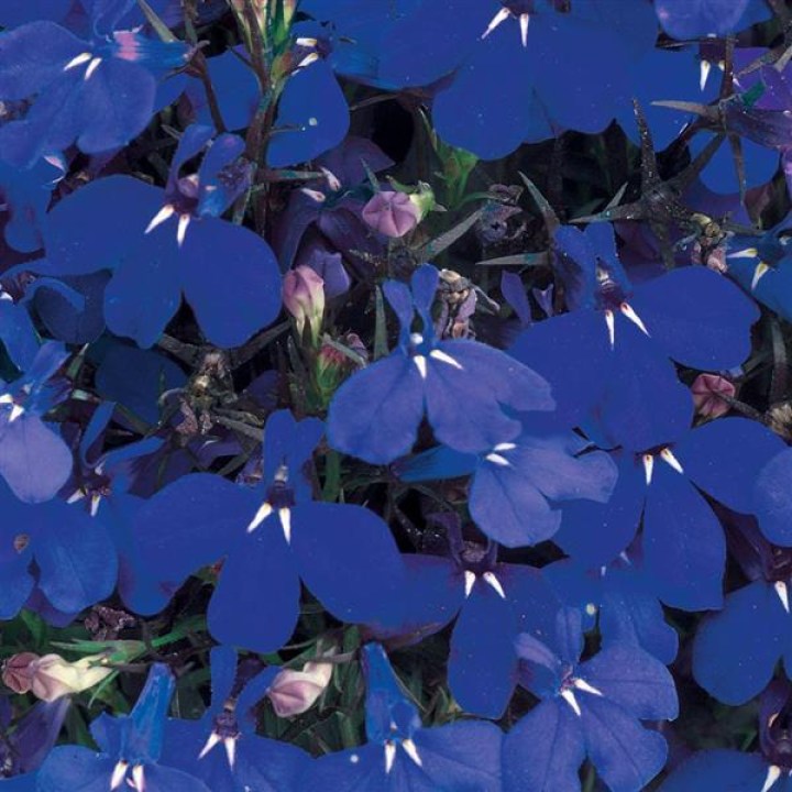 Лобелия Riviera Marine Blue